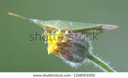grasshopper over yellow flower