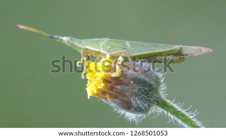 grasshopper over yellow flower