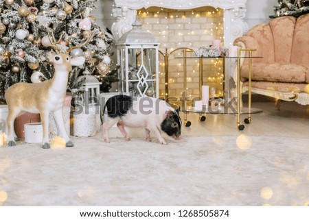 Pig- a symbol of 2019. New Year's and Christmas! Symbol of the year getting ready to enter into your rights.