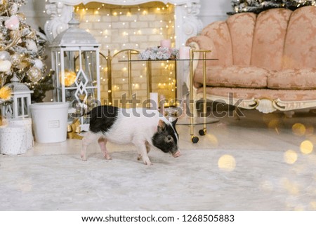 Pig - a symbol of 2019. New Year's and Christmas! Symbol of the year getting ready to enter into your rights.