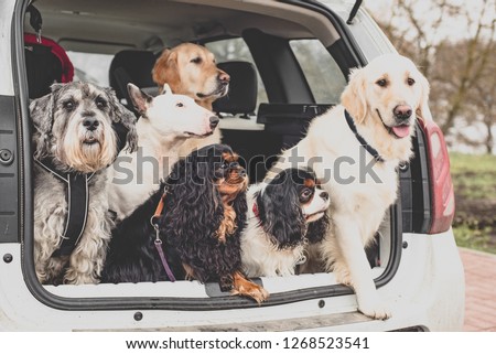 the dogs in the car sit together Royalty-Free Stock Photo #1268523541