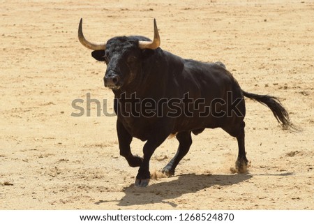 Spanish fighting bull Royalty-Free Stock Photo #1268524870