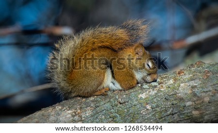 A Sleeping Red Squirrel