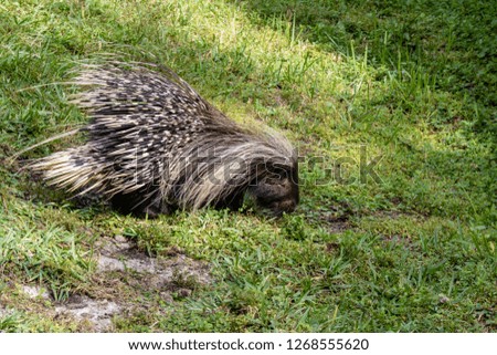 Large brown and white porcupine