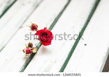 small red rose. Valentine's Day. Mother's Day.