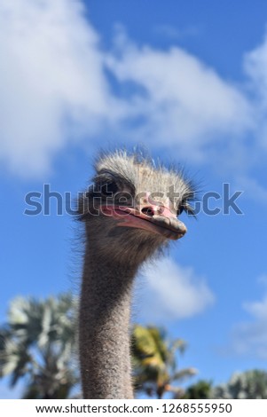 Adorable Ostrich with long neck and tilted head.