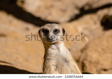 Cute little meerkat