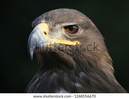 eagle portrait with natural background