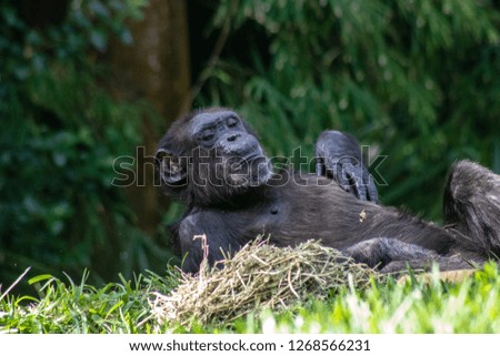 Picture of an adult chimpanzee