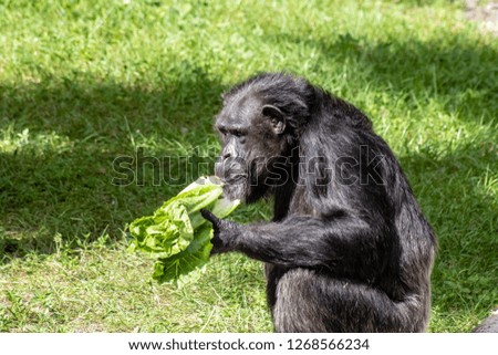 Picture of an adult chimpanzee