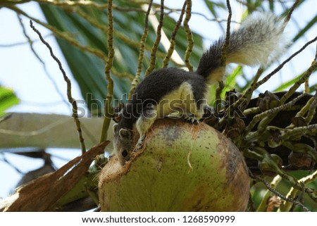 Cute squirrel is gnawing the coconut.
