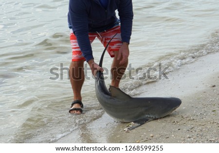 Releasing a bull shark into the water