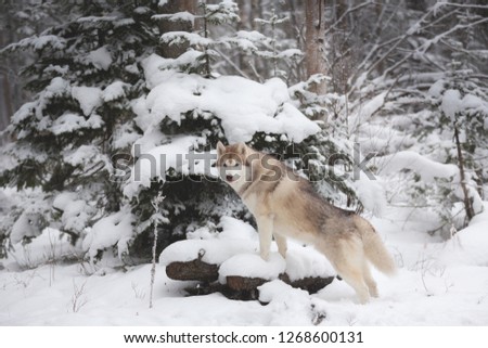 Portrait of gorgeous and happy beige and white dog breed siberian husky standing on the tree in the mysterious forest in winter on snowy fir-trees background.