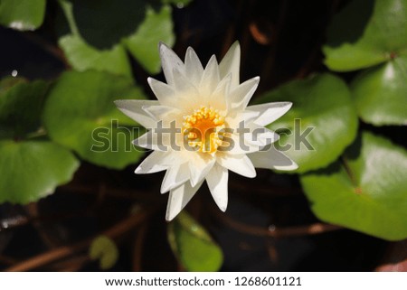 white lotus Flower