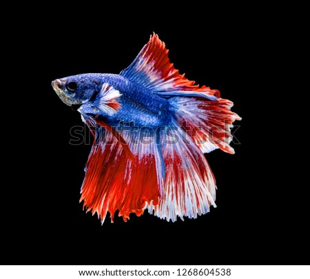 Betta Siamese fighting fish isolated on black background