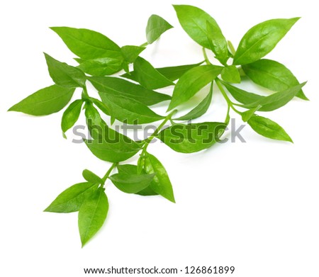 Henna leaves over white background