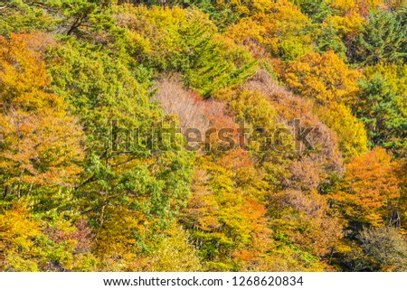 Beautiful landscape with maple leaf tree in autumn season Japan