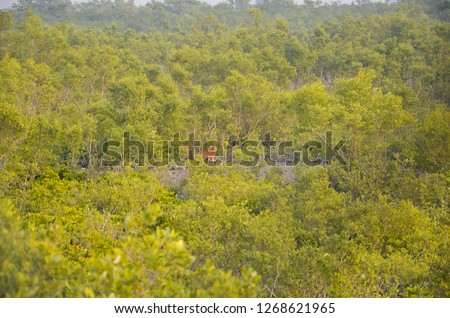 green and clean indian forest , Sundarbans 