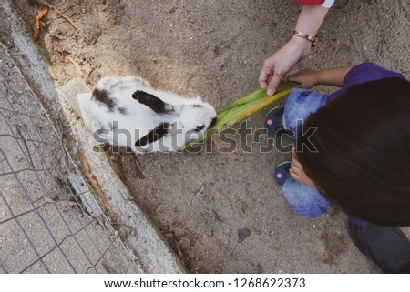 Little boy feeding rabbit in farm - Image