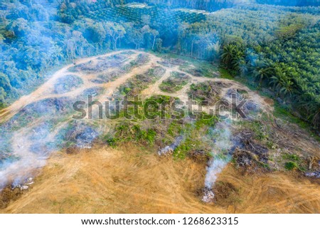 Aerial drone view of rainforest being burnt and cleared to make way for palm and rubber plantations
