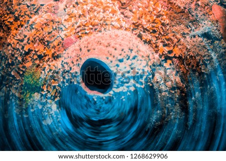Colourful abstract coral shot. Slow shutter with rear-sync flash gives a circular motion blur, with a barrel sponge in the centre of the image