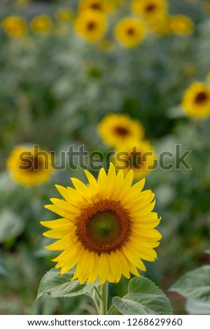 Yellow sunflowers in the field