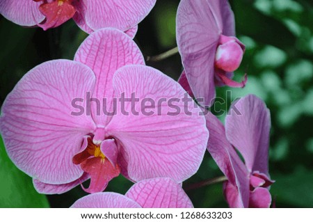 Orchid flowers blooming in garden. Nature Background