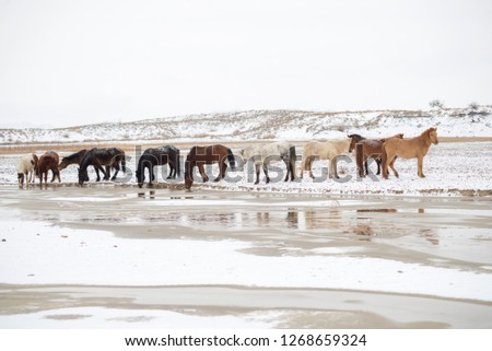 Mongolian horses to the riverside to drink water, in the winter pastures.