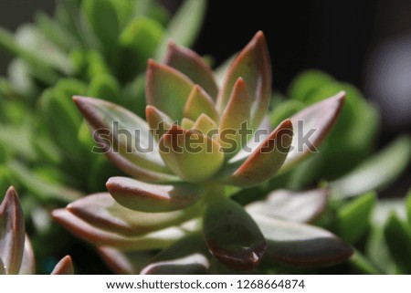 Fresh green potted succulents plants growing in sunny colorful patio garden.