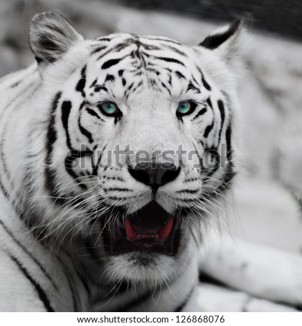 high-res picture of Tiger albino on an artistic background