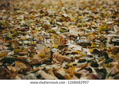 Freshly fallen golden yellow and orange leaves