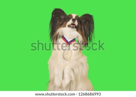 Beautiful dog Papillon with a medal for first place on the neck on green background
