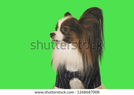 Beautiful dog Papillon in a business suit with bow tie on green background