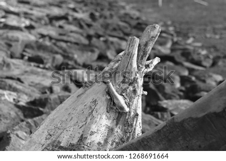 Black and white picture of wood pattern. Abstract of old wood.