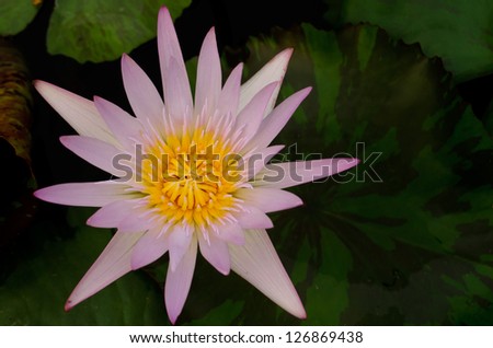 colorful water lily