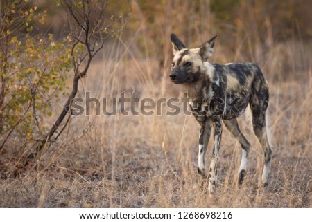 Mature Wild dog running in natural habitat in search of prey.