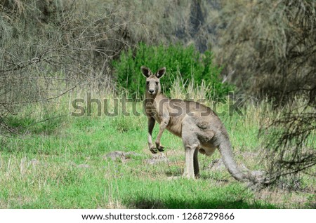 Standing young Kangaroo 