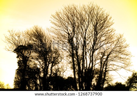 Winter sunlight silhouettes in trees in an English farming landscape near Bexhill in East Sussex, England