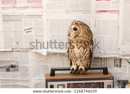 Owl on the background of old newspapers