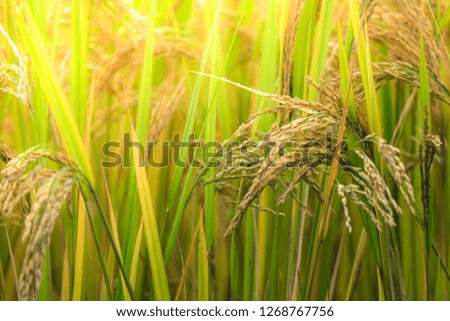Green rice field. Closeup of green paddy rice field. Royalty high-quality free stock image of beautiful green terrace rice fields or paddy field in Northwest Vietnam, Asia