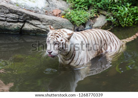 Close-up nature image of White tiger at zoo - Travel concept