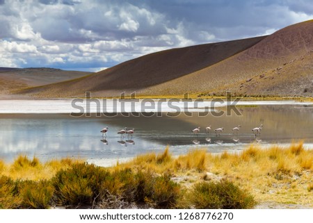 James's Flamingos or Puna Flamingos are found in the high altitudes of the Andean Plateau and are pictured here Salar de Quisquiro in the Atacama desert of Chile.