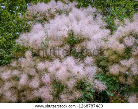 Smoke Tree (Cotinus coggygria), flowering, Croatia, Europe Royalty-Free Stock Photo #1268787460