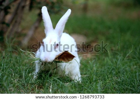 this photo click on green 
green grass eating rabbit 
beautiful rabbit 