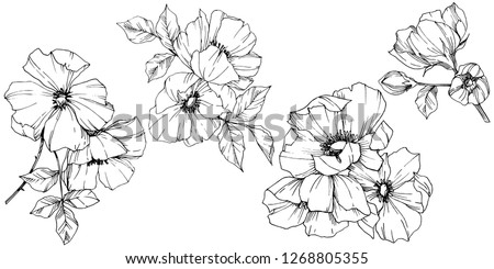 Vector Rosa canina. Floral botanical flower. Wild spring leaf wildflower isolated. Black and white engraved ink art. Isolated rosa canina illustration element. Royalty-Free Stock Photo #1268805355