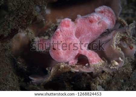 Painted frogfish (Antennarius pictus). Picture was taken near Island Bangka in North Sulawesi, Indonesia
 