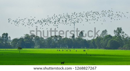 White birds flying over rice field at sunny day in Mekong Delta, Southern Vietnam.