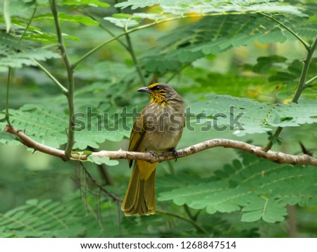 Stripe-throated Bulbul (Pycnonotus finlaysoni) or Streak-throated Bulbul, beautiful bird sitting on a tree branch with lush green foliage background.