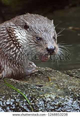 Portrait of the Eurasian otter (Lutra lutra)