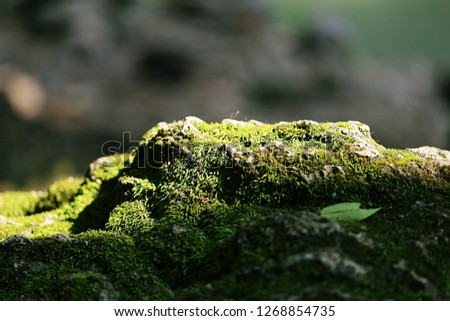 Green moss on ground rock closeup sunlight blur nature background